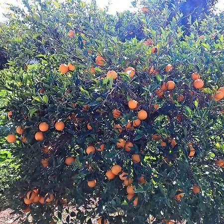 Aphrodite Beachfront Penthouse Ghaziveran