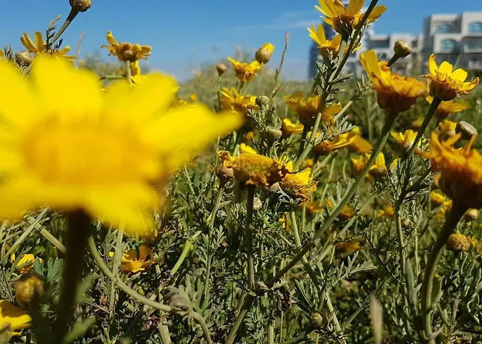 Aphrodite Beachfront Penthouse * Ghaziveran