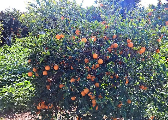 Aphrodite Beachfront Penthouse Ghaziveran